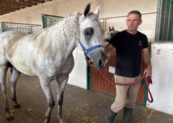 Michałów przed Pride of Poland. Ostatnie przygotowania do wielkiego święta koni arabskich