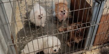 Nielegalna hodowla psów w Kielcach. Zatrzymano właściciela