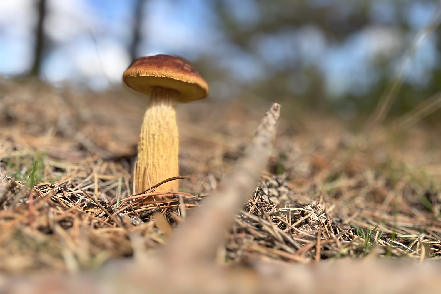 Złotoborowik wysmukły - gatunek grzyba z rodziny borowikowatych. Występuje w Ameryce Północnej, a także - jako gatunek obcy - w Europie / Fot. Ryszard Koziej – Radio Kielce