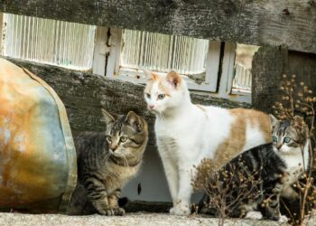 W Skarżysku chcą pomóc bezpańskim zwierzętom