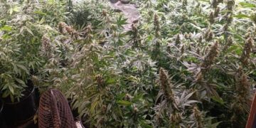 Kieleccy poloicjanci zlikwidowali nielegalną plantację konopi w powiecie mieleckim