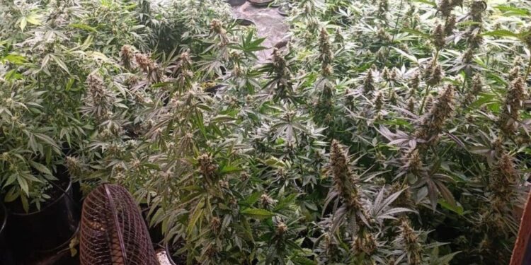 Kieleccy poloicjanci zlikwidowali nielegalną plantację konopi w powiecie mieleckim