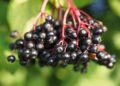 Czarny bez / Źródło: Canva