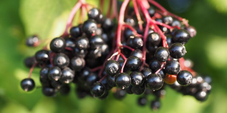 Czarny bez / Źródło: Canva