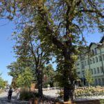 Ponad 100-letnie kasztanowce rosnące przy deptaku w Solcu-Zdroju / Fot. Marta Gajda-Kruk - Radio Kielce