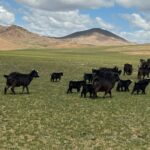 Muzyczne podróże przez świat. Mongolia / Fot. Agnieszka Wasztyl
