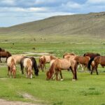 Muzyczne podróże przez świat. Mongolia / Fot. Agnieszka Wasztyl