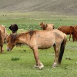 Muzyczne podróże przez świat. Mongolia / Fot. Agnieszka Wasztyl