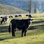Muzyczne podróże przez świat. Mongolia / Fot. Agnieszka Wasztyl