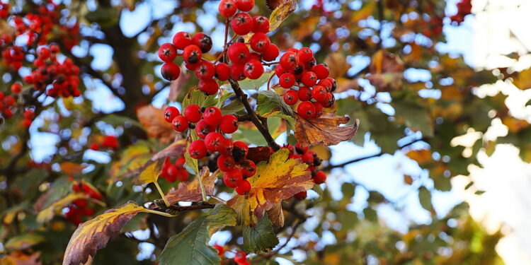 Złota polska jesień w pełnej krasie