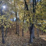 23.10.2026. Kielce. Jesień / Fot. Stanisław Nowaczek - Radio Kielce