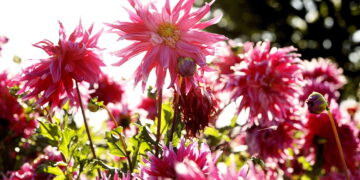 Ogród botaniczny zachwyca jesiennymi kolorami